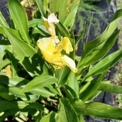 Yellow Canas 2-3' Tall. $2/rhizome  Or 3 For $5