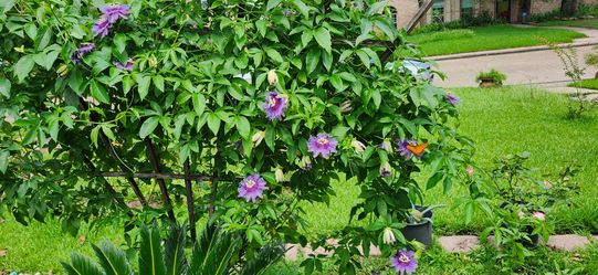 Purple Passion Vine plant.