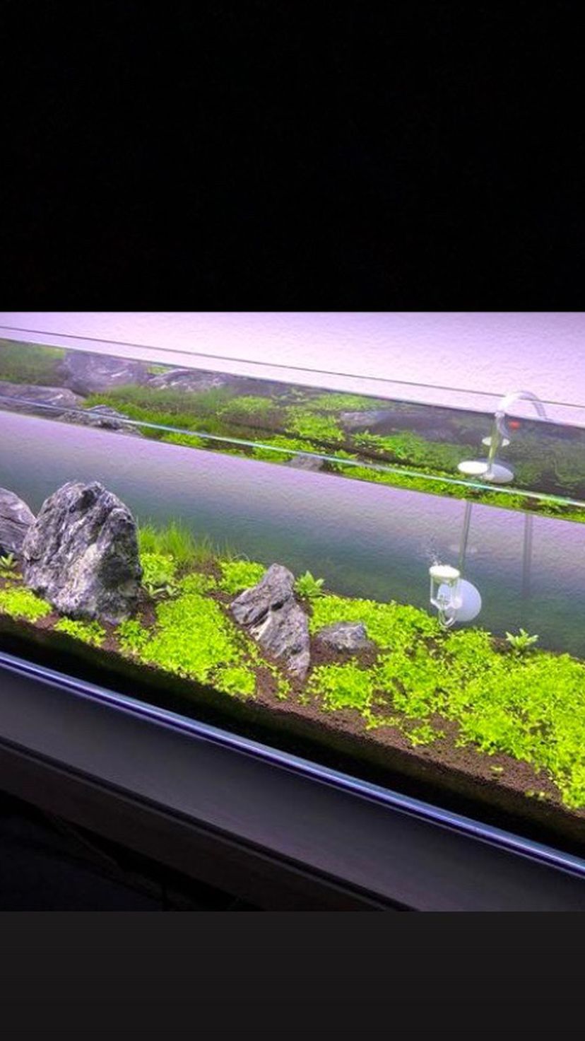 Super Clean Rimless Aquarium nano Peninsula Cube