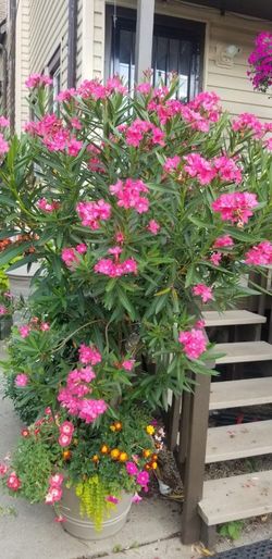 Pink Laurel - Oleander