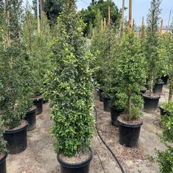 Eugenia Privacy Hedge