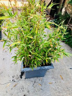 Golden Goddess Bamboo