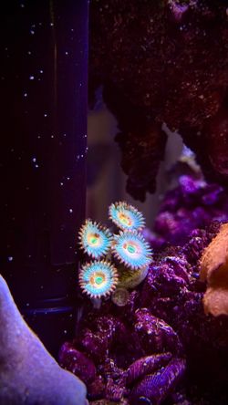 White zombie zoa