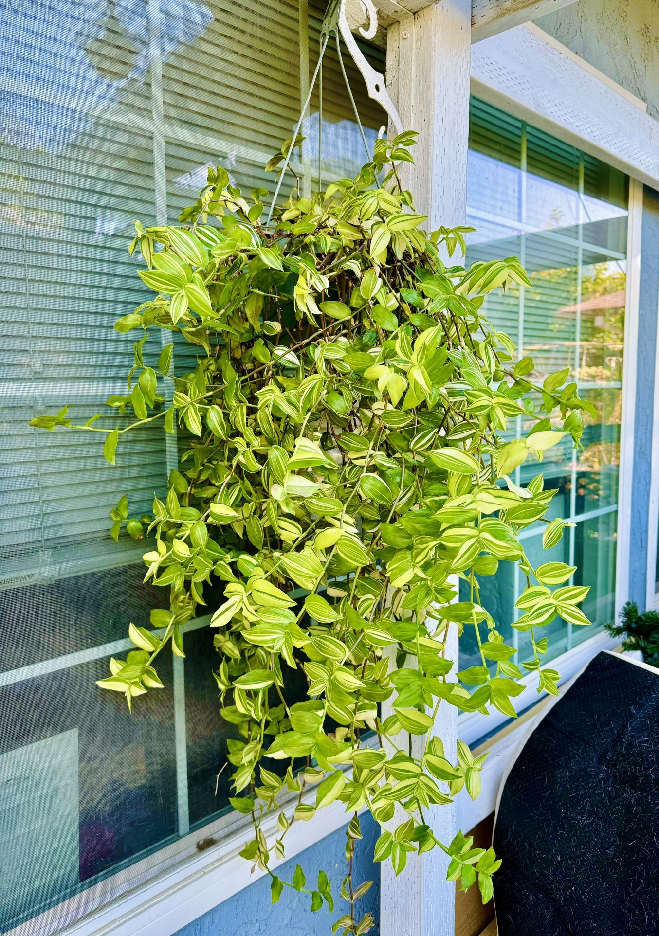 Big Variegated Green Wandering Jew Hanging Plant- Indoor/outdoor Plant-Very Easy To Grow