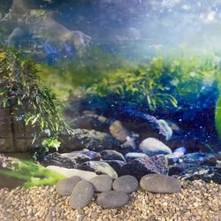 37 Gallon fish tank aquarium with lid and light and gravel and rocks.