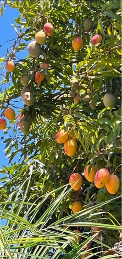 ‼️Large ORGANIC extremely SWEET, juicy & DELICIOUS MANGOS 🥭 ‼️ $ 3 each ‼️Please, check my other listings and FOLLOW