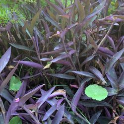 Purple Succulent 1 Gallon On Sale 