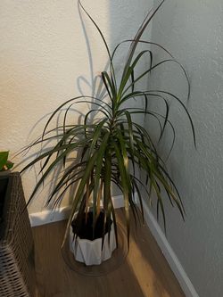 Dracaena