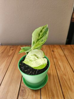Manjula Pothos (Green pot-A)