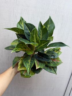 6” Aglaonema gold papaya