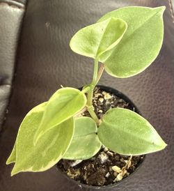 Cupid Peperomia (2 available)