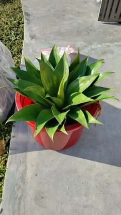 Artificial Succulent