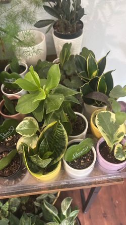 Small plant