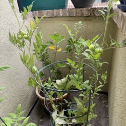 Big Tomato Plant With Pot And Support