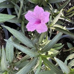 Pink Ruelia Bushes In One Gallon $10 Each 
