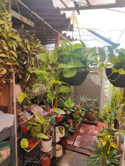 Golden Pothos Indoor Plant