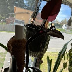 Pink Princess Philodendron Plant