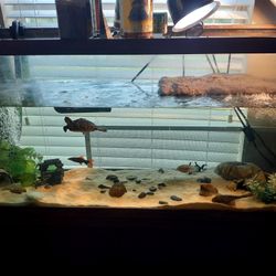 55 Gallon Tank With Stand