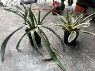 Bromeliad Plants 