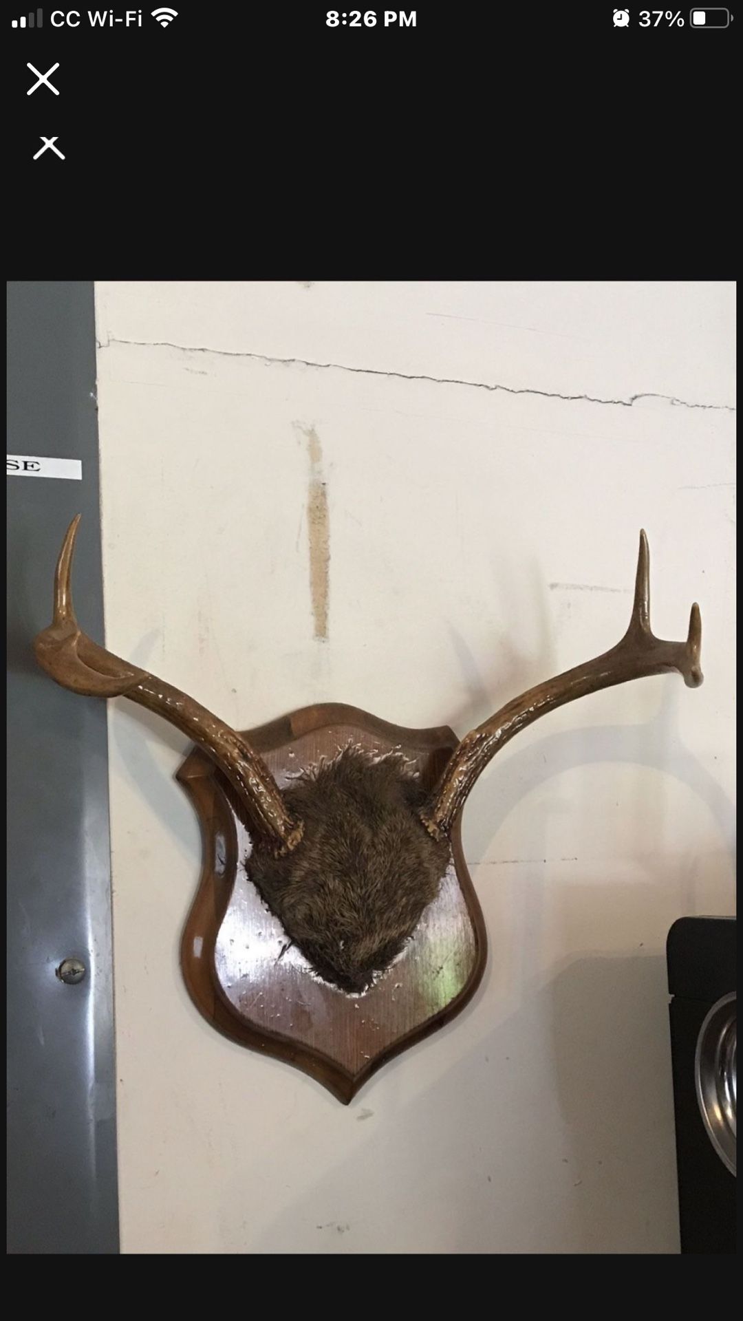 Mounted 6 pointer deer antlers