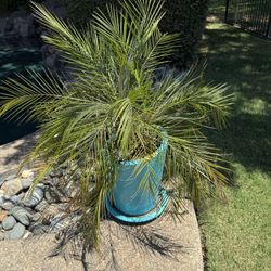 Large Ceramic Pot Includes Plant!