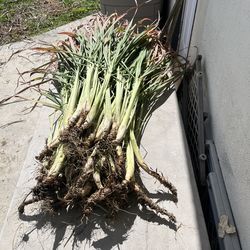 Fresh organic lemon grass with roots. For planting, or making your perfect organic tea.