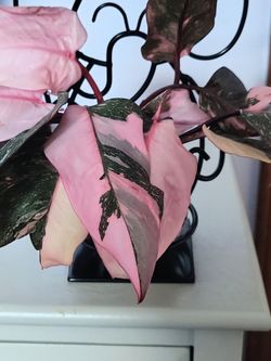 Pink Princess Philodendron