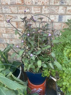 Large Wondering Jew Plant