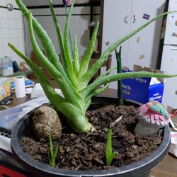 Plant