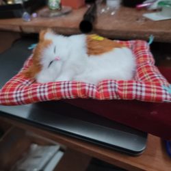 Sweet Little Kitten Asleep On Her Pillow With Press Button To Make Her meow