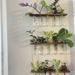 Houseplant Rooted Cutting 