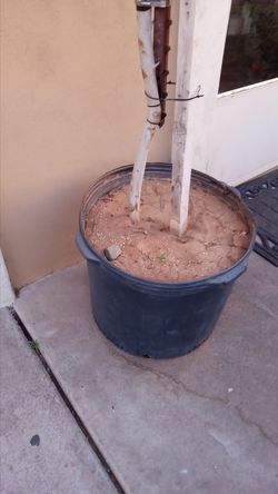 Tree 8' tall