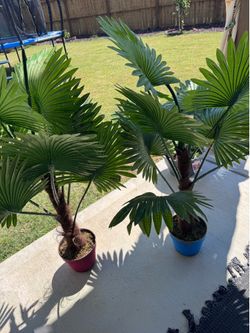 Fake Plants