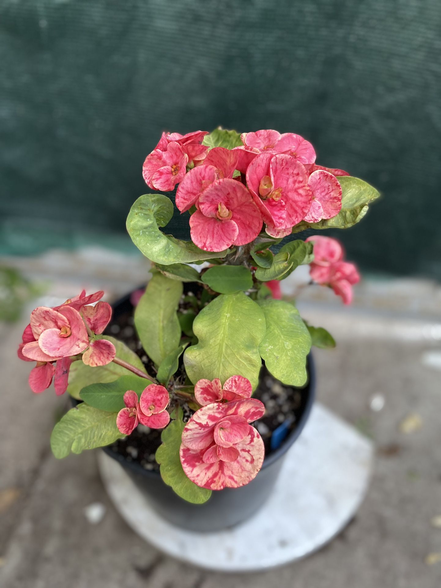Euphorbia Crown Of Thorns Jumbo Flowers Plant, In 2 Gallons Pot Pick Up Only