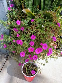 Succulent garden plants