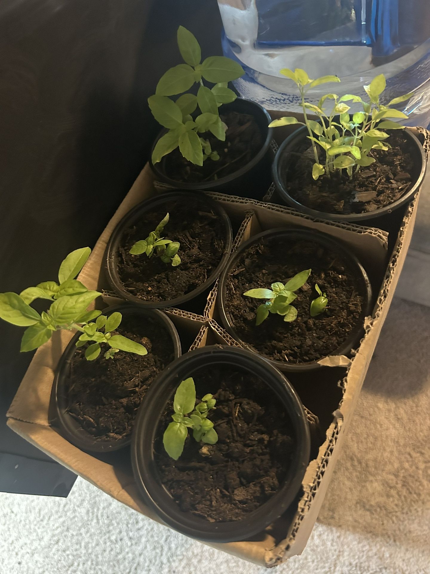 Basil Plants