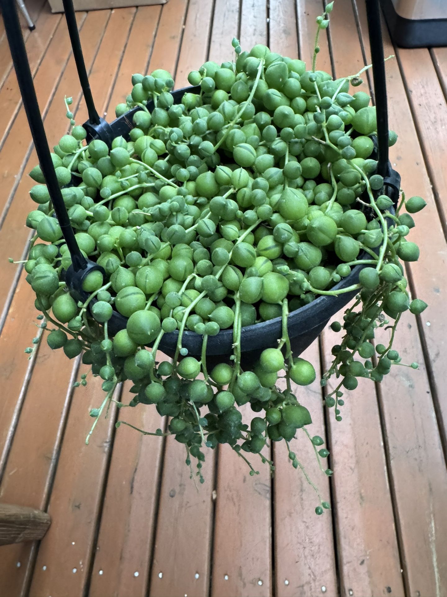String Of Pearls In 6” Pot