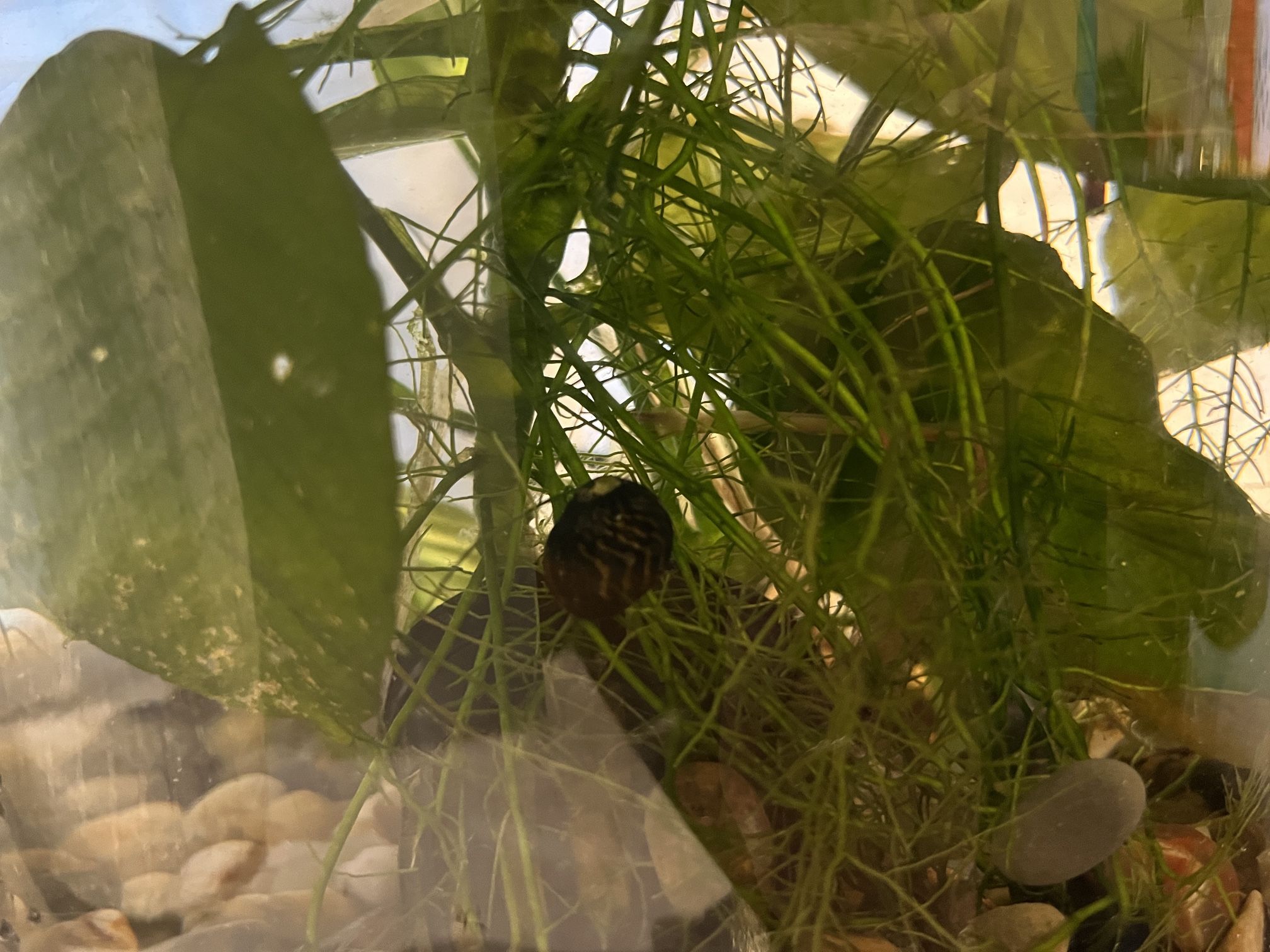Beta Fish Tank Kit LIVE PLANT AND SNAIL