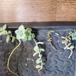 Free Succulent Trimmings