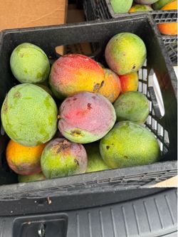 MANGOES WHOLE BOX! $30.