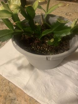 Christmas Cactus