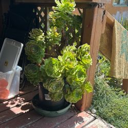 Free succulent plant