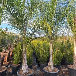 Queen Palm