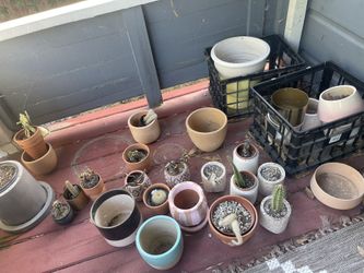 Assorted Plant Pots 