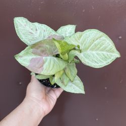 4” Syngonium Milk Confetti