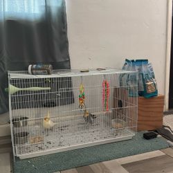 Bird Cage