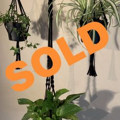3 Plants And 3 Macrame Plant Hanger Bohemian, Made By Myself 