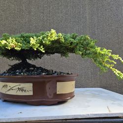 Old Juniper Nana Bonsai Tree 