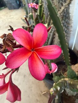 Cutting plumeria