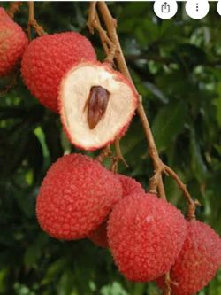 Sweet heart lychee trees